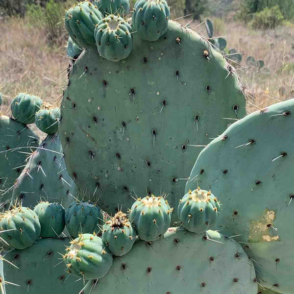 Semillas de nopal tuna blanca (Opuntia cactus)  paquete de 100