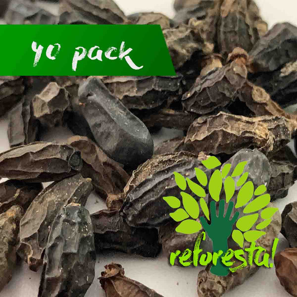 Tepejilote palm seeds (Chamaedorea tepejilote Liebm) - 40 pack