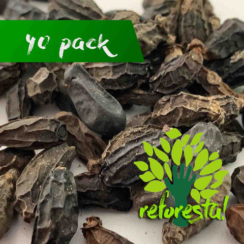 Semillas de palma Tepejilote (Chamaedorea tepejilote Liebm) - 40 pack