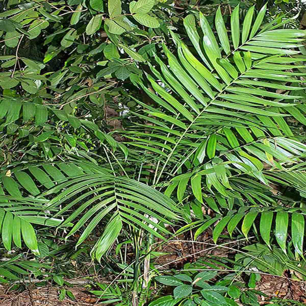 Semillas de palma Tepejilote (Chamaedorea tepejilote Liebm) - 40 pack