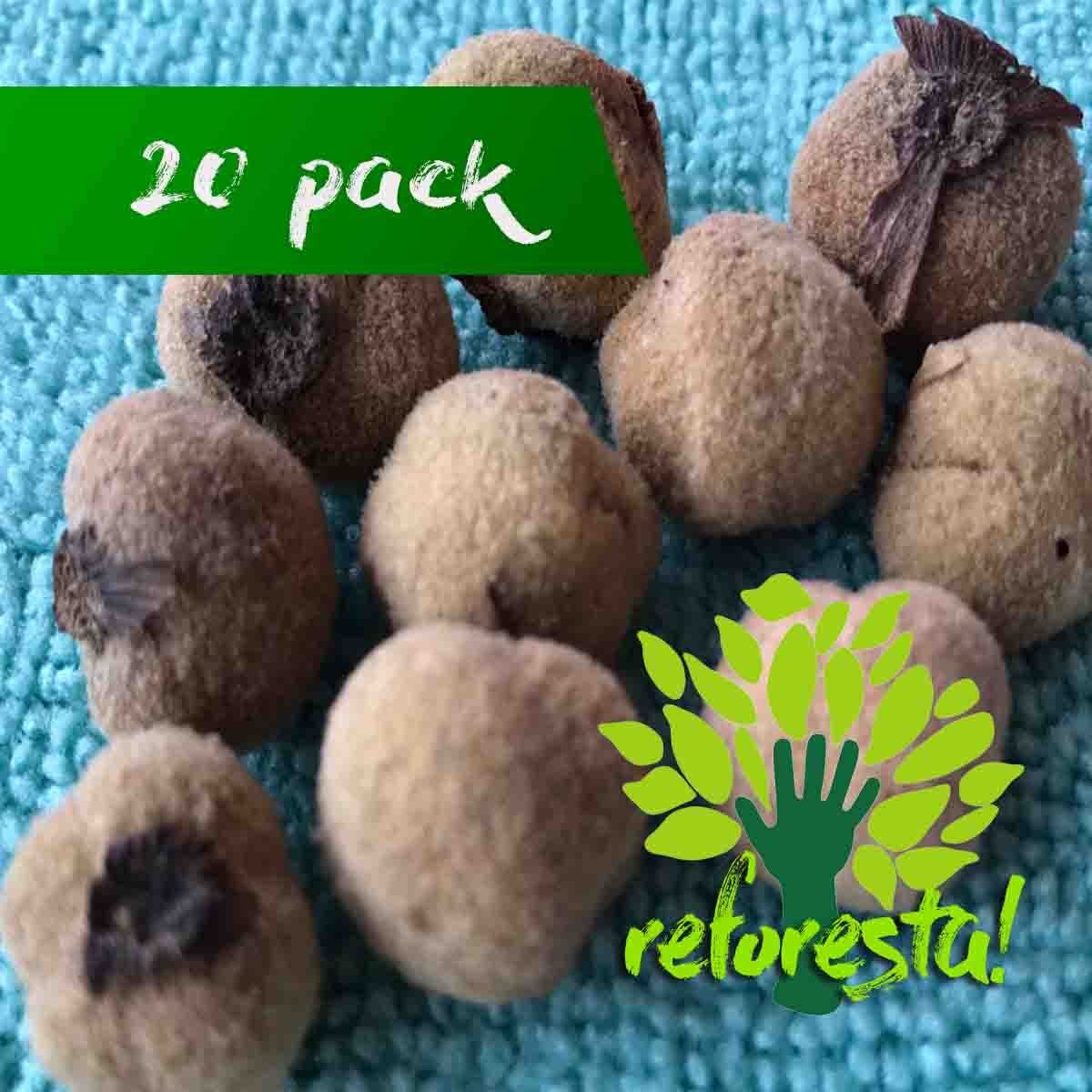 Teak tree seed (Tectona grandis) - Pack with 20 pieces