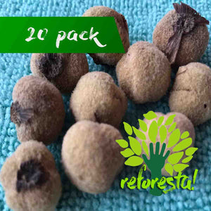 Teak tree seed (Tectona grandis) - Pack with 20 pieces