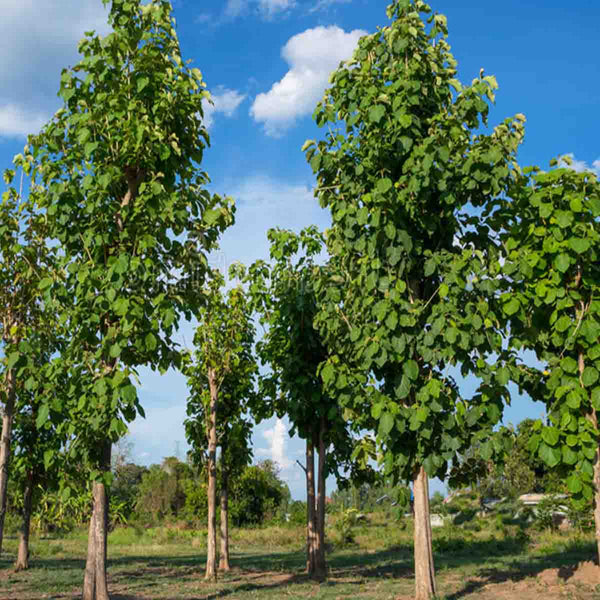 Semilla de árbol de Teca (Tectona grandis) - Paquete con 20 piezas