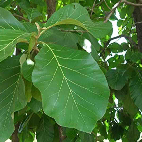 Semilla de árbol de Teca (Tectona grandis) - Paquete con 20 piezas