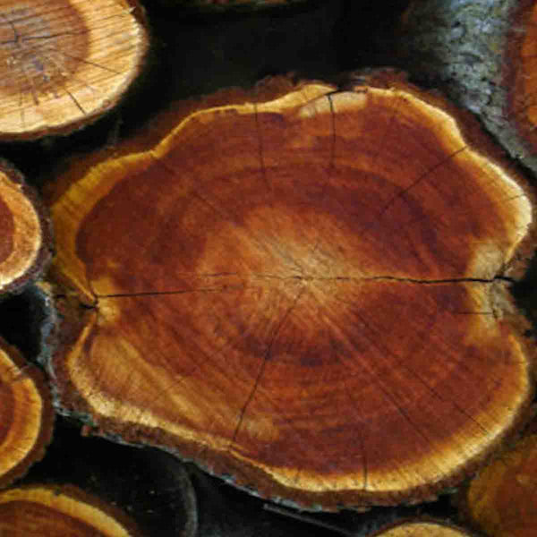 Semilla de árbol de Teca (Tectona grandis) - Paquete con 20 piezas
