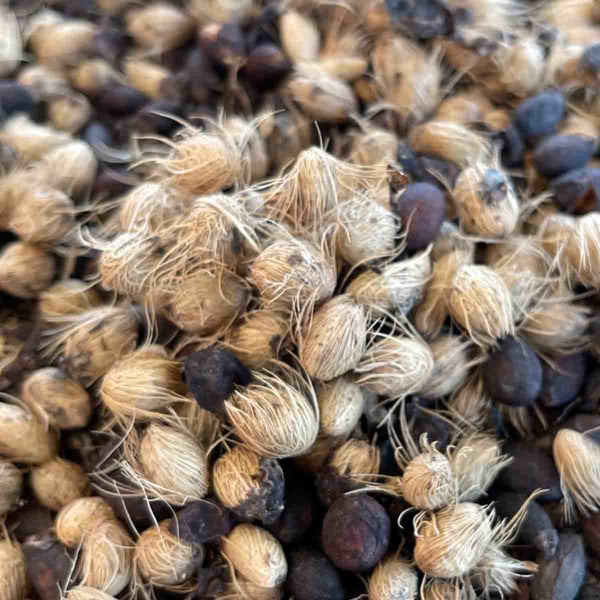 Areca palm seeds (Dypsis Lutescens) 20 pack