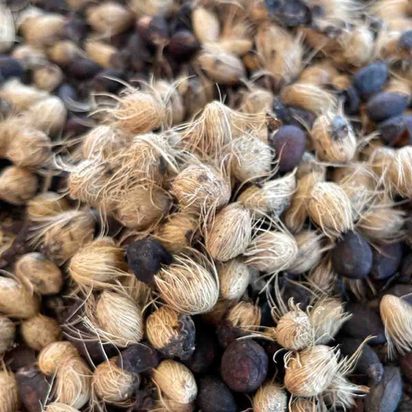 Semillas de palma areca (Dypsis Lutescens) 20 pack
