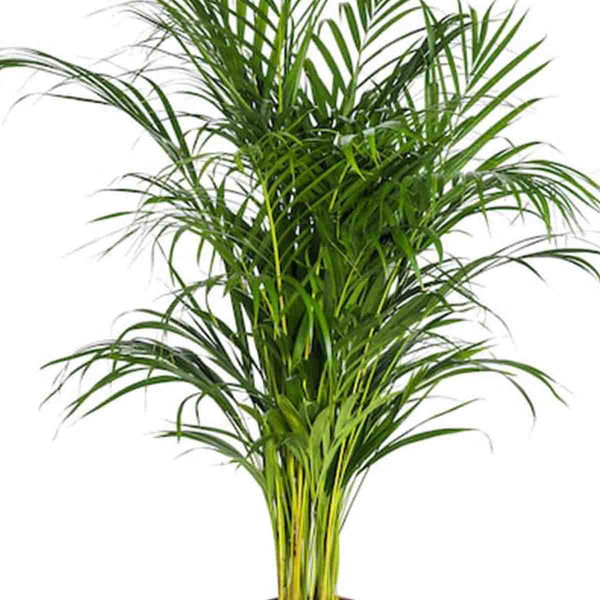 Areca Palm seeds (Dypsis Lutescens) 50 pack