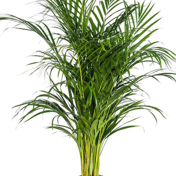 Areca palm seeds (Dypsis Lutescens) 20 pack