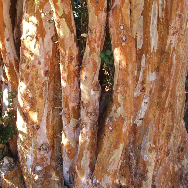 Myrtle seeds (Luma apiculata)