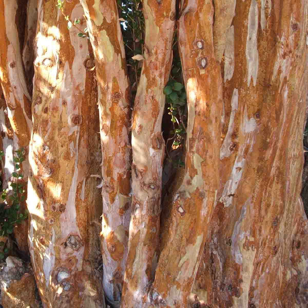 Semillas de Arrayán (Luma apiculata) - 100 pack