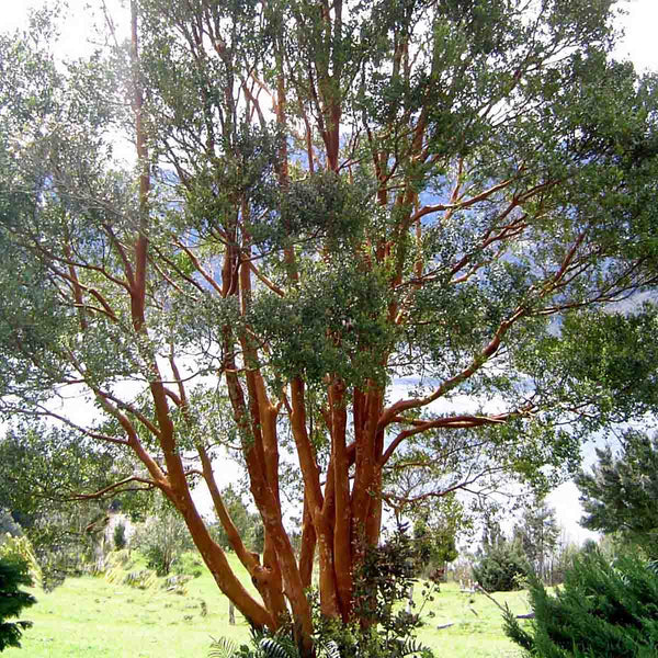 Myrtle seeds (Luma apiculata)