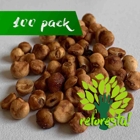 Semillas de Arrayán (Luma apiculata) - 100 pack