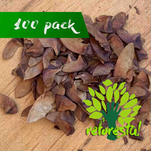 Crape Myrtle  seeds (Lagerstroemia indica) - 100 pack