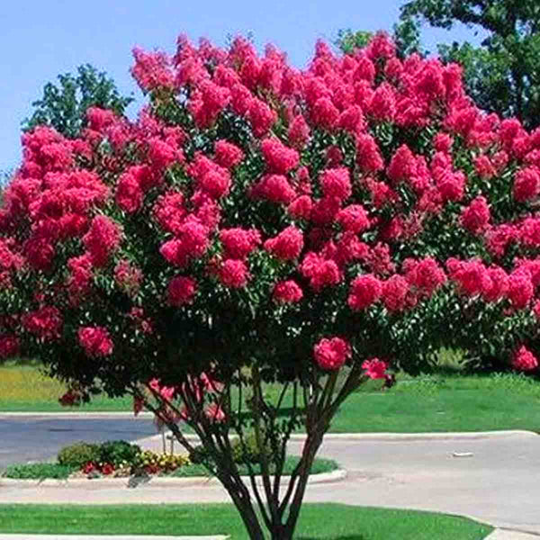 Crape Myrtle (Lagerstroemia indica) - 2oz pack