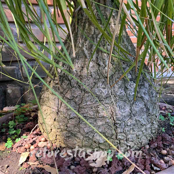 Elephant Foot Seeds (Beaucarnea Guatemalensis) - Pack with 20 pieces