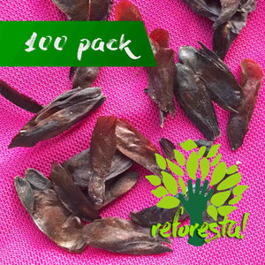 Cedar seeds (Cedrela odorata) - Pack with 100 pieces