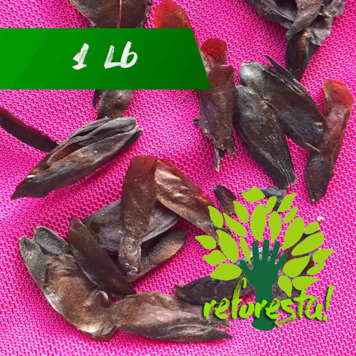 Semillas de cedro (Cedrela odorata) - 1 libra (454 grms)