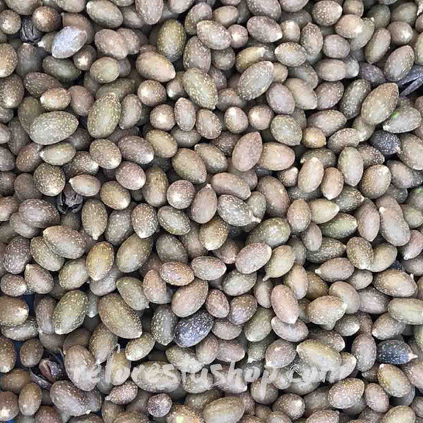 Semillas de cedro (Cedrela odorata) - 1 libra (454 grms)
