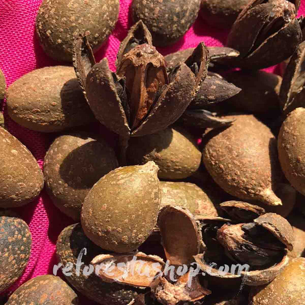 Cedar seeds (Cedrela odorata) - 1 pound