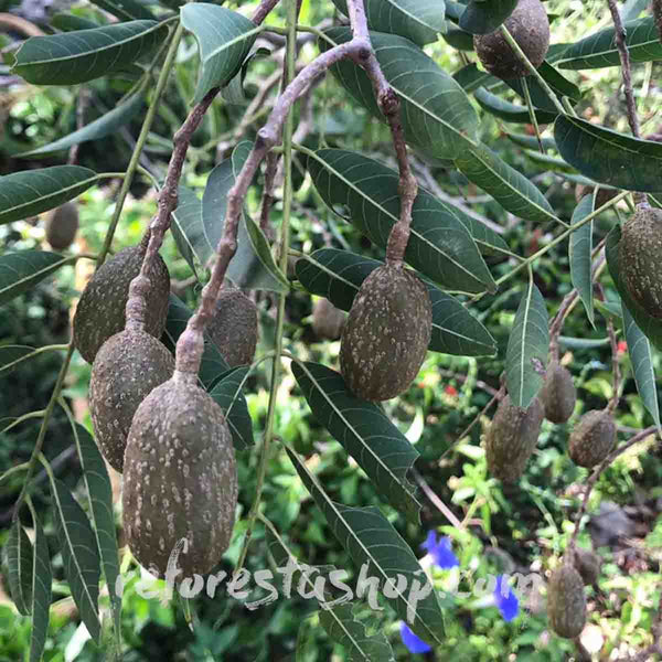 Semillas de cedro (Cedrela odorata) - 1 libra (454 grms)