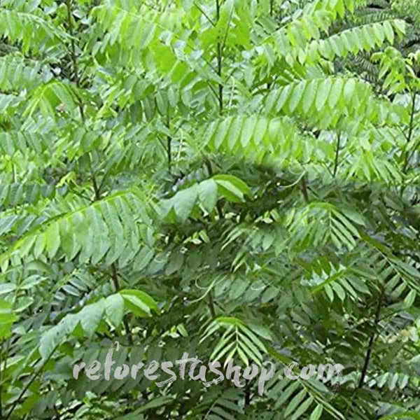 Semillas de cedro (Cedrela odorata) - 1 libra (454 grms)