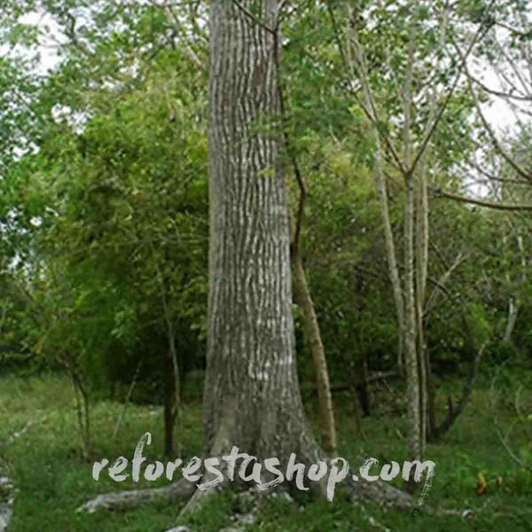 Semillas de cedro (Cedrela odorata) - 1 libra (454 grms)