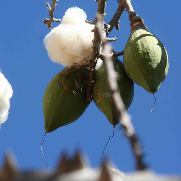 Ceiba Pentandra Tree - pack of 10 trees 1.80 tall