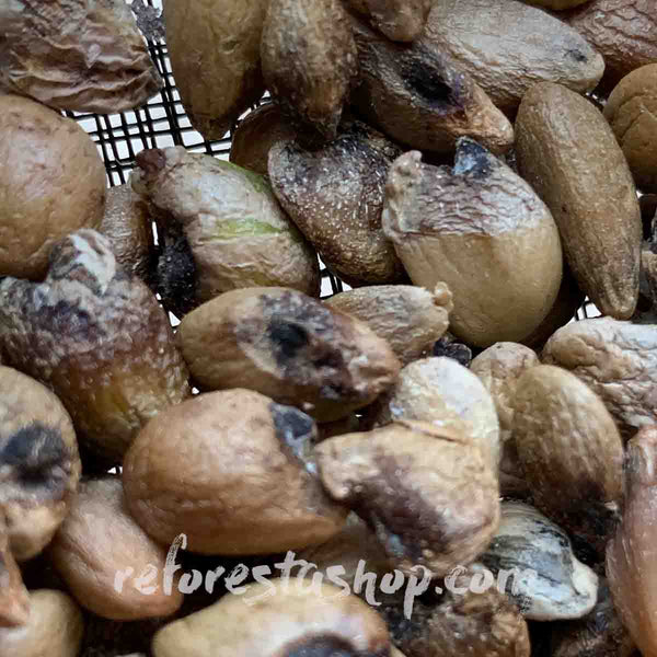 Ceriman seeds (Monstera deliciosa) - 10 pack