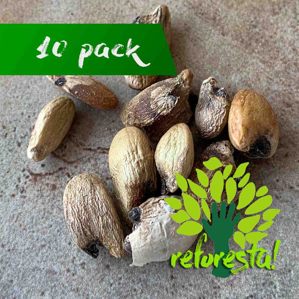 Ceriman seeds (Monstera deliciosa) - 10 pack