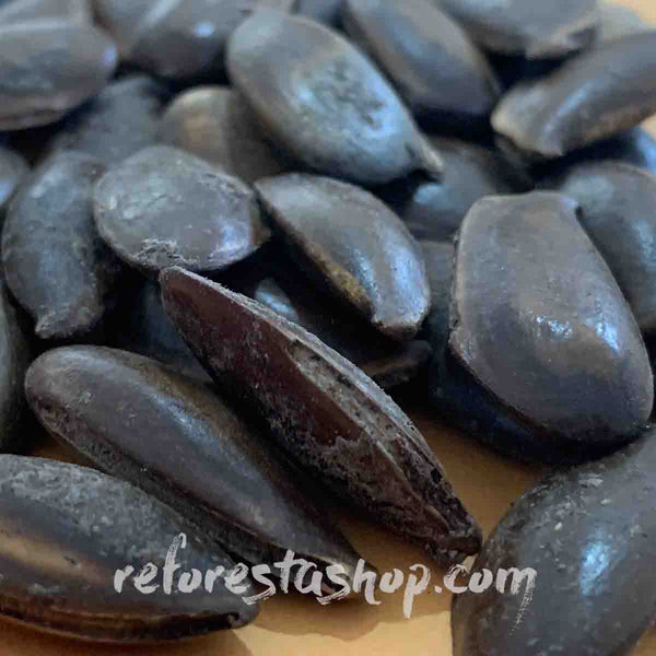 Sapodilla tree seeds (Manilkara zapota) -1 pound
