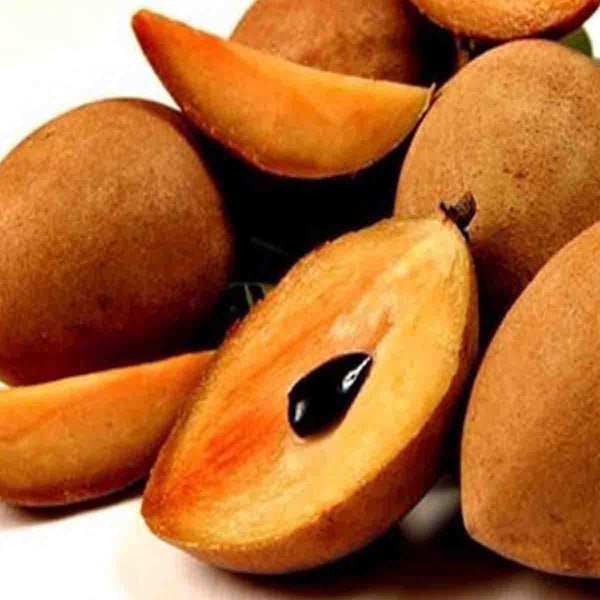 Sapodilla tree seeds (Manilkara zapota) - 50 pack