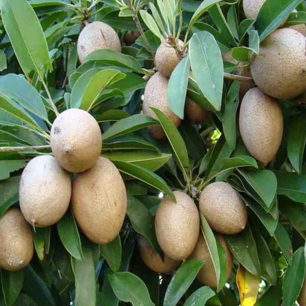 Semillas de árbol de Chicozapote (Manilkara zapota) -1 libra