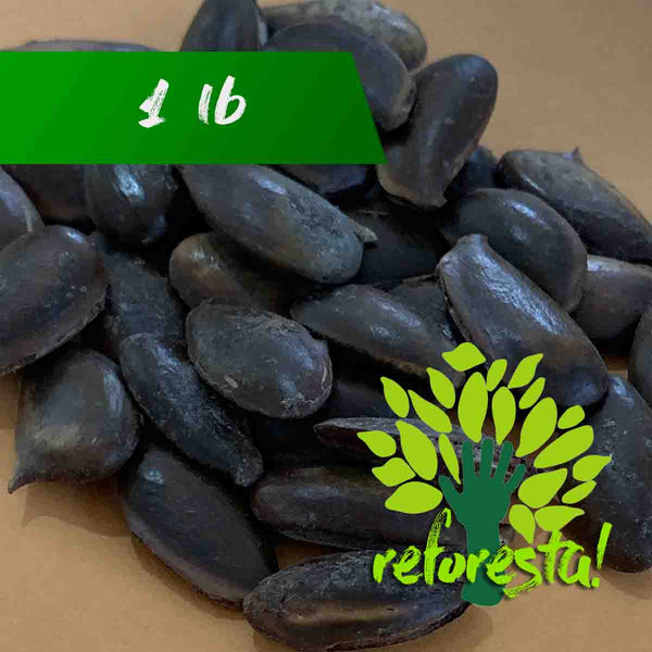 Semillas de árbol de Chicozapote (Manilkara zapota) -1 libra