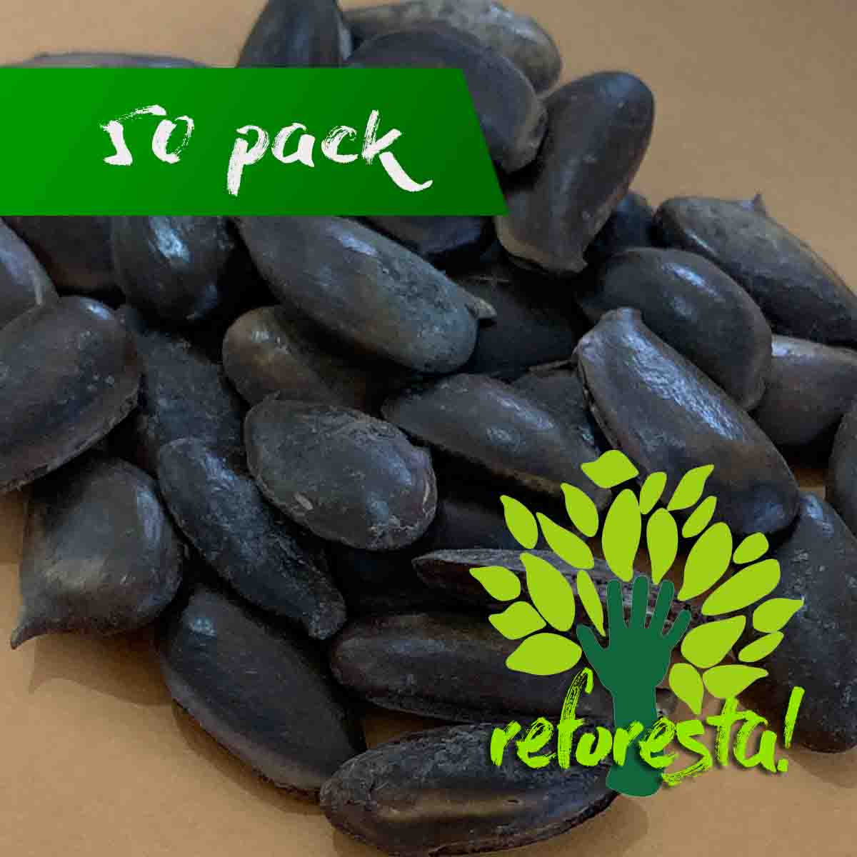 Semillas de árbol de Chicozapote (Manilkara zapota) - 50 pack