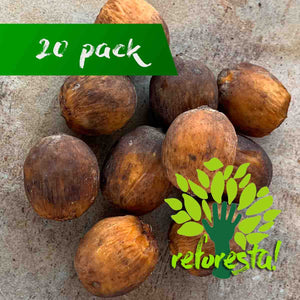 Semillas de palma de coco plumoso (Syagrus romanzoffiana) - 20 pack