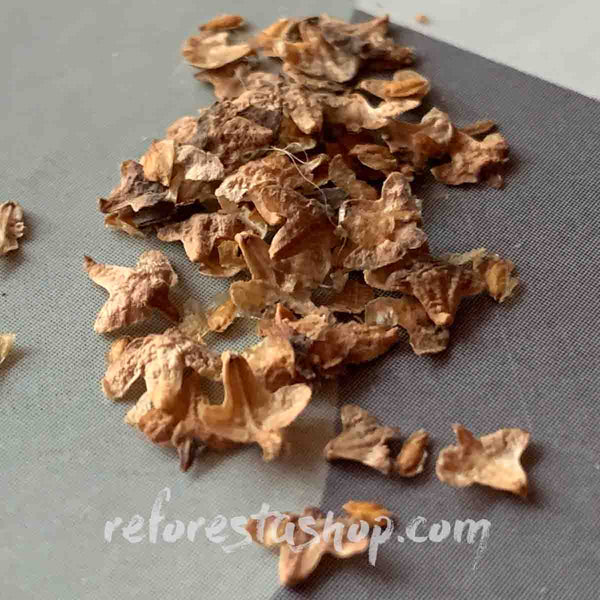 Semilla de Abedul Ruso (Betula Péndula) - 40 pack