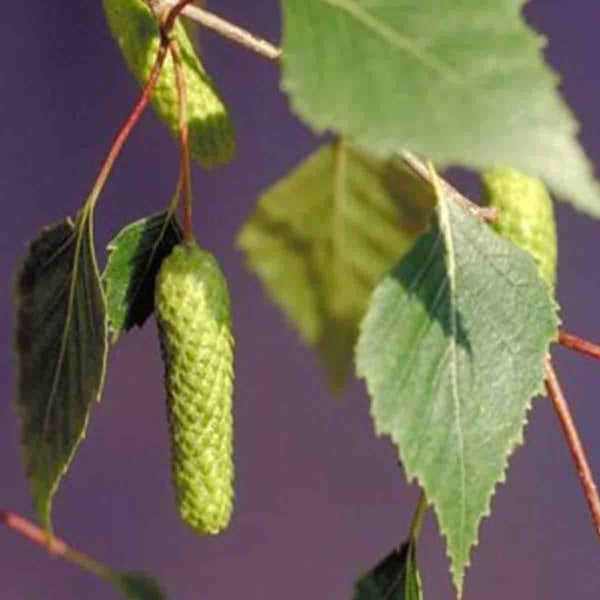 Russian Birch Seed (Betula Pendula) - 40 pack