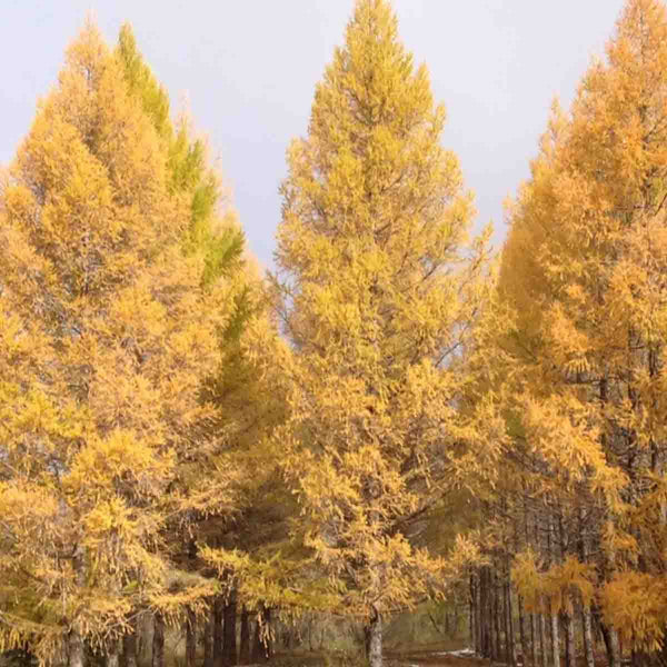 Semillas de Alerce Siberiano (Larix Sibírica) - 40 pack