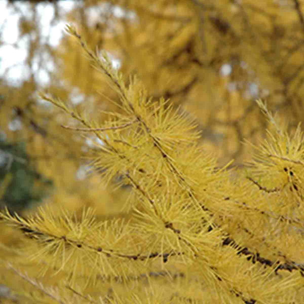 Semillas de Alerce Siberiano (Larix Sibírica) - 40 pack