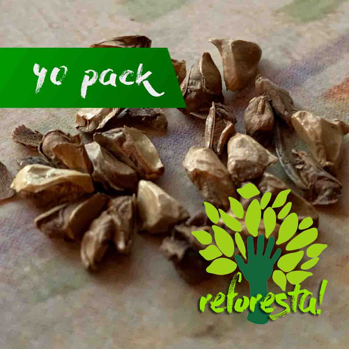 Semillas de Alerce Siberiano (Larix Sibírica) - 40 pack