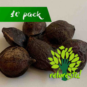 Almond tree seeds (Terminalia catappa) - Pack with 10 pieces