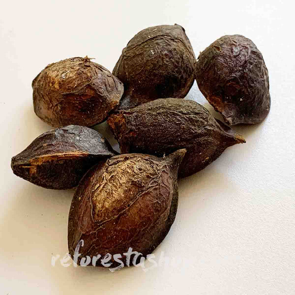Semillas de almendro (Terminalia catappa) - Paquete con 10 piezas