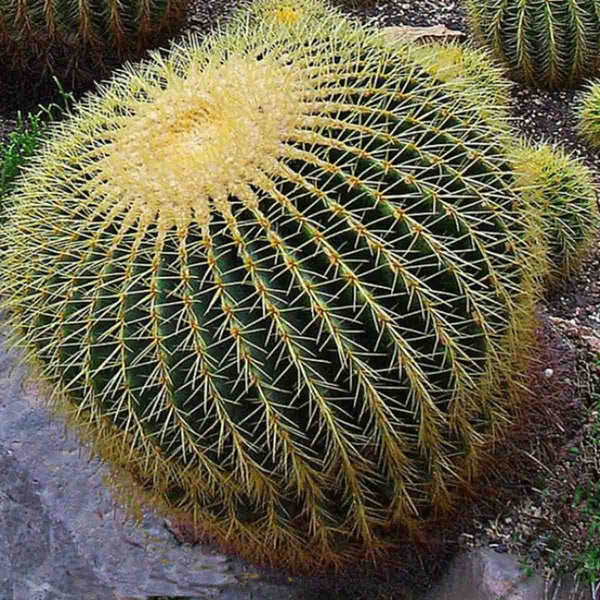 Semillas de cactus barril de oro (Echinocactus grusonii) - Paquete con 40 piezas