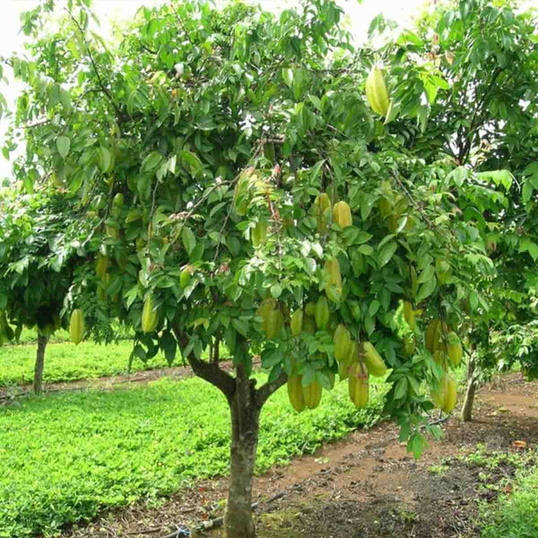 Carambola tree seeds, Star Fuit (Averrhoa carambola) - Pack with 50 pieces