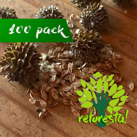 Sea Pine Seeds (Casuarina equisetifolia) - Package with 100 seeds