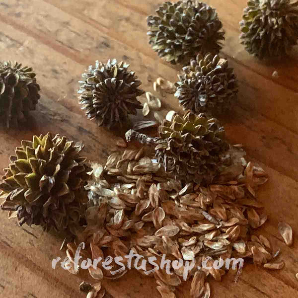 Semillas de Pino Marino (Casuarina equisetifolia) - Paquete con 1000 semillas