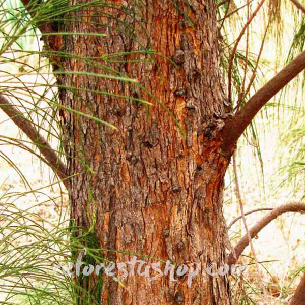 Sea Pine Seeds (Casuarina equisetifolia) - Package with 100 seeds