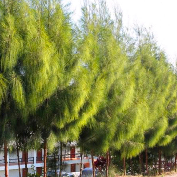 Semillas de Pino Marino (Casuarina equisetifolia) - Paquete con 1000 semillas