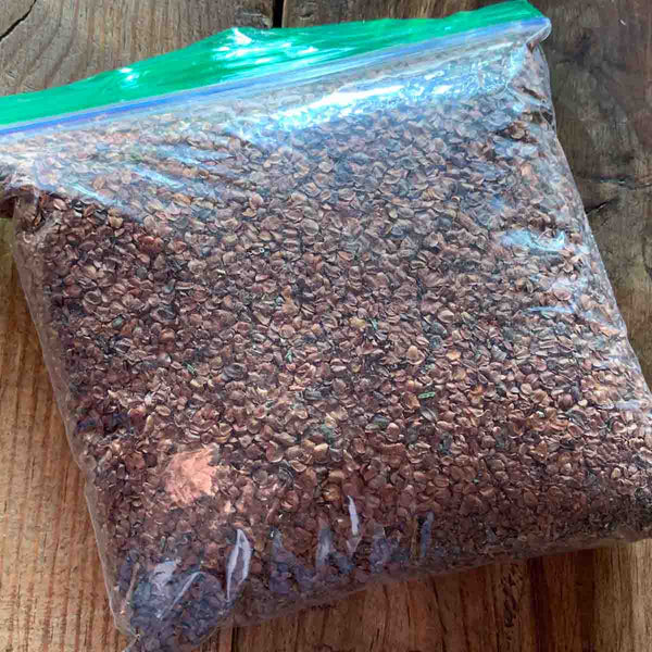 White Cedar Seeds (Cupressus Lusitanica)- 25 000+ Pieces